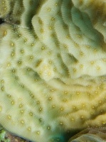 Coral IMG 5999